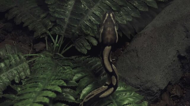 The boa constrictor snake