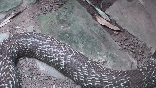 Rattlesnake crouching and waiting