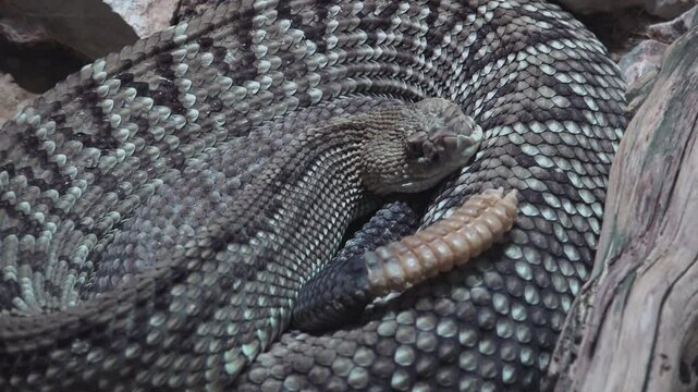 Rattlesnake crouching and waiting