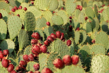 Prickly pear cactus with nopales and red fruits in France