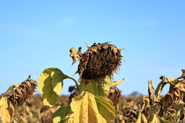 A field of fading sunflowers in late summer in France, their heads bowed as they reach the end of...
