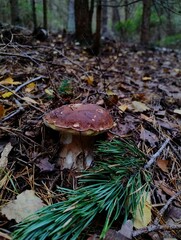 Brown boletus edulis standing alone in forest. Mushroom picking. Fall harvest of mushrooms. Czech wild woods. Spruce trees. Green and brown colors. Autumn in Europe. Branches and leaves on ground. 