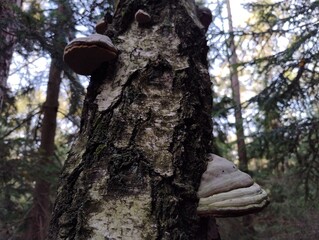Willow bracket growing on birch. Parasite mushroom in forest. Close up nature photo. Autumn in...