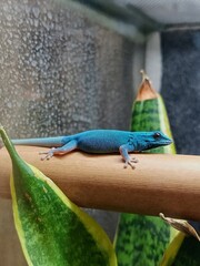 Electric blue gecko chilling on branch. Vibrant exotic colors. Colorful dragon. Small lizard from Tanzania. Rare animal. Tropical plant. Green leaves. Subtropical rainforest. Close up on reptile.  