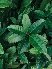 Obraz premium green leaves background