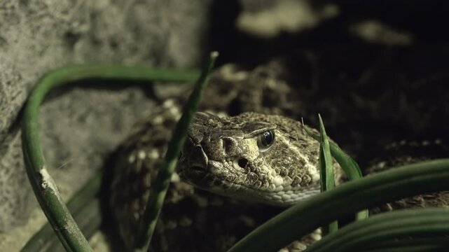 The eastern diamondback rattlesnake (Crotalus adamanteus)