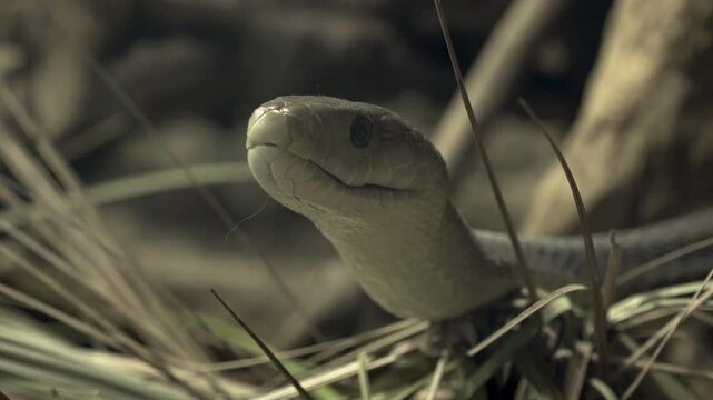 The black mamba (Dendroaspis polylepis) is a species of highly venomous snake