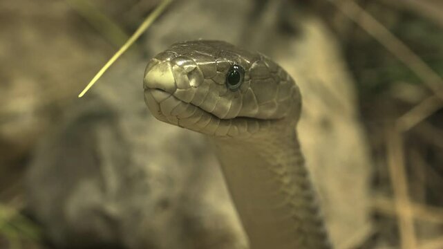 The black mamba (Dendroaspis polylepis) is a species of highly venomous snake