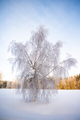 Winter Christmas Landscape with snowy Trees