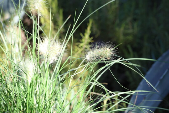 cenchrus longisetus (feathertop grass) in the garden