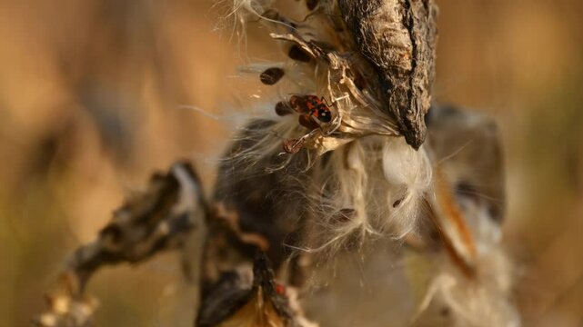 Common milkweed (Asclepias syriaca L.) plant pod