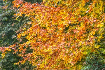 autumn leaves background