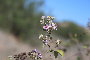 flowers of Rubus fruticosus L in summer