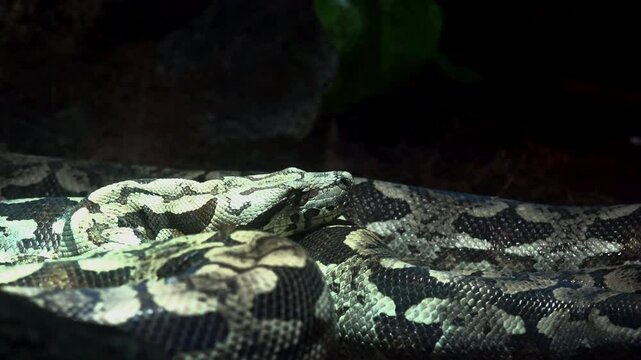 The ball python (Python regius), also called the royal python, is a python species native to West and Central Africa, where it lives in grasslands, shrublands and open forests