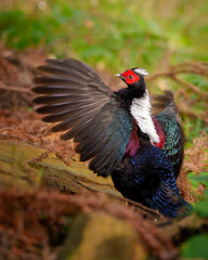 Swinhoe's pheasant male open the wings endemic bird