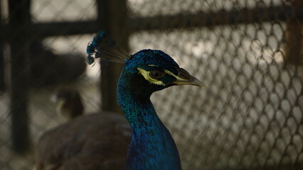 Obraz premium Close up Photo of Peacock Pacing Inside Zoo Enclosure