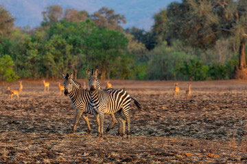 Obraz premium Zebra in the forest of Mana Pools National Park in the dry season in Zimbabwe
