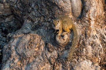 Tree squirrel (Paraxerus cepapi) sitting on a Mashatu tree in Mashatu game reserve in the Tuli block in Botswana
