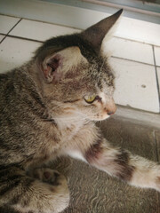 Naklejka premium close up of domestic grey cat looking with sharp eyes to the right