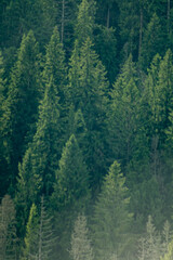 Blur fog foliage background. Pine trees in the Carpathian mountains. Green forest nature. Christmas tree. Spruce tops
