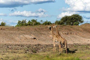 Giraffe . South African giraffe or Cape giraffe (Giraffa giraffa or camelopardalis giraffa) hanging around in Mashatu Game Reserve in the Tuli Block in Botswana