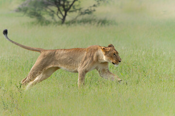 African lion (Panthera leo) running in the morning in the Okavango Delta in Botswana.      