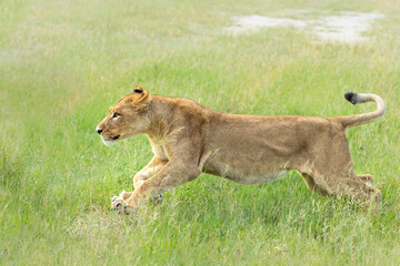 African lion (Panthera leo) running in the morning in the Okavango Delta in Botswana.      