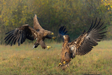Eagle battle. White tailed eagles (Haliaeetus albicilla) fighting for food on a field in the forest in Poland