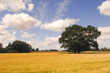 Tree, cornfield and clouds