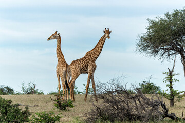 Giraffe . South African giraffe or Cape giraffe (Giraffa giraffa or camelopardalis giraffa) hanging around in Mashatu Game Reserve in the Tuli Block in Botswana