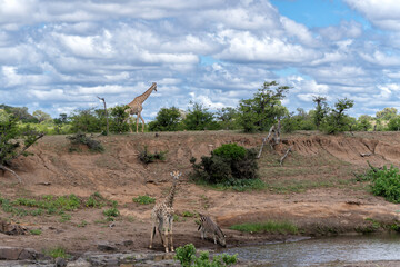 Giraffe . South African giraffe or Cape giraffe (Giraffa giraffa or camelopardalis giraffa) hanging around in Mashatu Game Reserve in the Tuli Block in Botswana