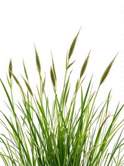 Close-up of Lush Green Grass Blades Against a White Background. AI Generator
