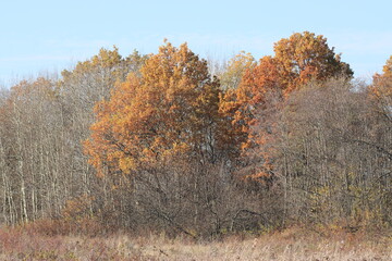 Trees with yellow and brown leaves on the edge of an autumn forest