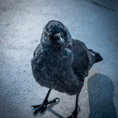 black and white crow