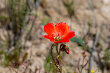 The rare red flowered form of Drosera cistiflora (a carnivorous plant) seen in natural habitat