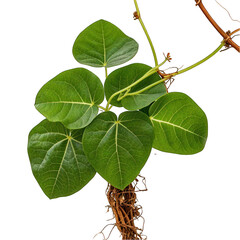 Root of kudzu vine,puerarin isolated on transparent background