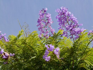 Autumn flowering of Jacaranda, blue jacaranda, black poui, Nupur or fern tree (Jacaranda...