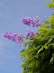 Autumn flowering of Jacaranda, blue jacaranda, black poui, Nupur or fern tree (Jacaranda...