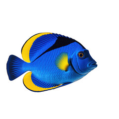 Striking blue tang fish isolated on transparent background