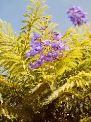 Autumn flowering of Jacaranda, blue jacaranda, black poui, Nupur or fern tree (Jacaranda...
