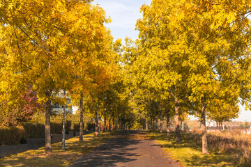 Naklejka premium A path lined with trees is covered in yellow leaves. The trees are tall and leafy, creating a peaceful and serene atmosphere. The leaves on the ground add a touch of autumn color to the scene