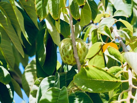 Fruits of cherimoya (Annona cherimola), chirimoya, chirimuya or custard apple. Spain