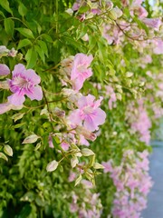 Close-up of flowers of the pink trumpet vine (Podranea ricasoliana). Spain