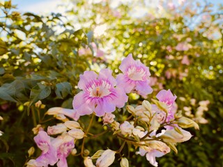 Close-up of flowers of the pink trumpet vine (Podranea ricasoliana). Spain