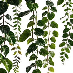 Jungle vines flowing isolated on transparent background