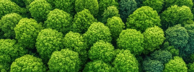 Mature forest as carbon sink, large trees, dense foliage, balanced ecosystem