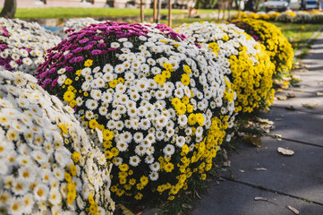 Flowers arranged in rows for sale on All Saints' Day in Poland, under a sunny autumn sky. 