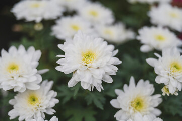 Flowers arranged in rows for sale on All Saints' Day in Poland, under a sunny autumn sky. 