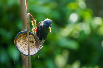 starling in garden