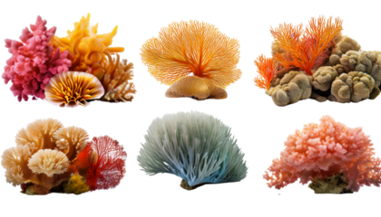 Collection of Coral Reef Sea Plants Cutouts on White Background